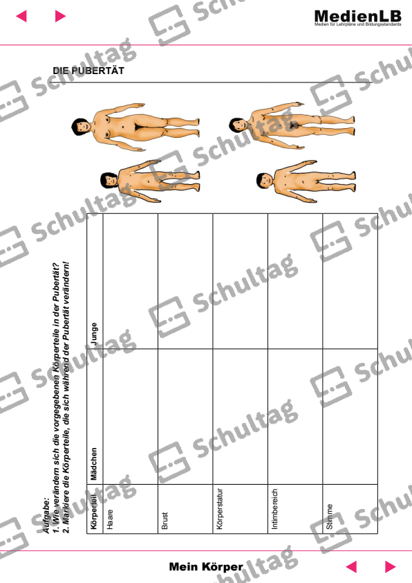 Männliche Geschlechtsorgane Schultag 6752