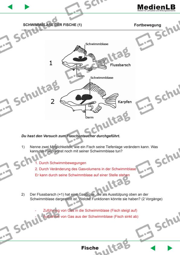 SCHWIMMBLASE DER FISCHE – Schultag