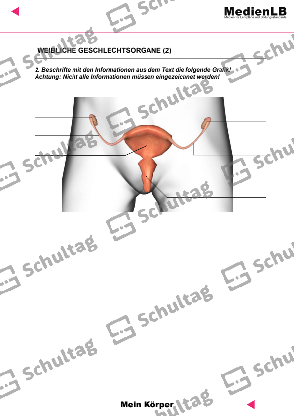 Weibliche Geschlechtsorgane Schultag