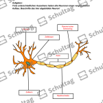 Vorschaubild von Arbeitsblatt