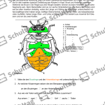 Vorschaubild von Arbeitsblatt