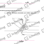 Vorschaubild von Arbeitsblatt