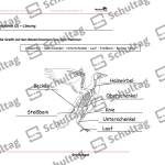 Vorschaubild von Arbeitsblatt