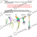 Vorschaubild von Arbeitsblatt