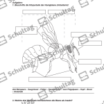 Vorschaubild von Arbeitsblatt