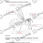 Vorschaubild von Arbeitsblatt