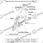 Vorschaubild von Arbeitsblatt