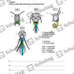 Vorschaubild von Arbeitsblatt