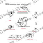 Vorschaubild von Arbeitsblatt