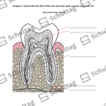 Vorschaubild von Arbeitsblatt