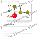 Vorschaubild von Arbeitsblatt