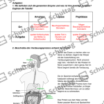 Vorschaubild von Arbeitsblatt